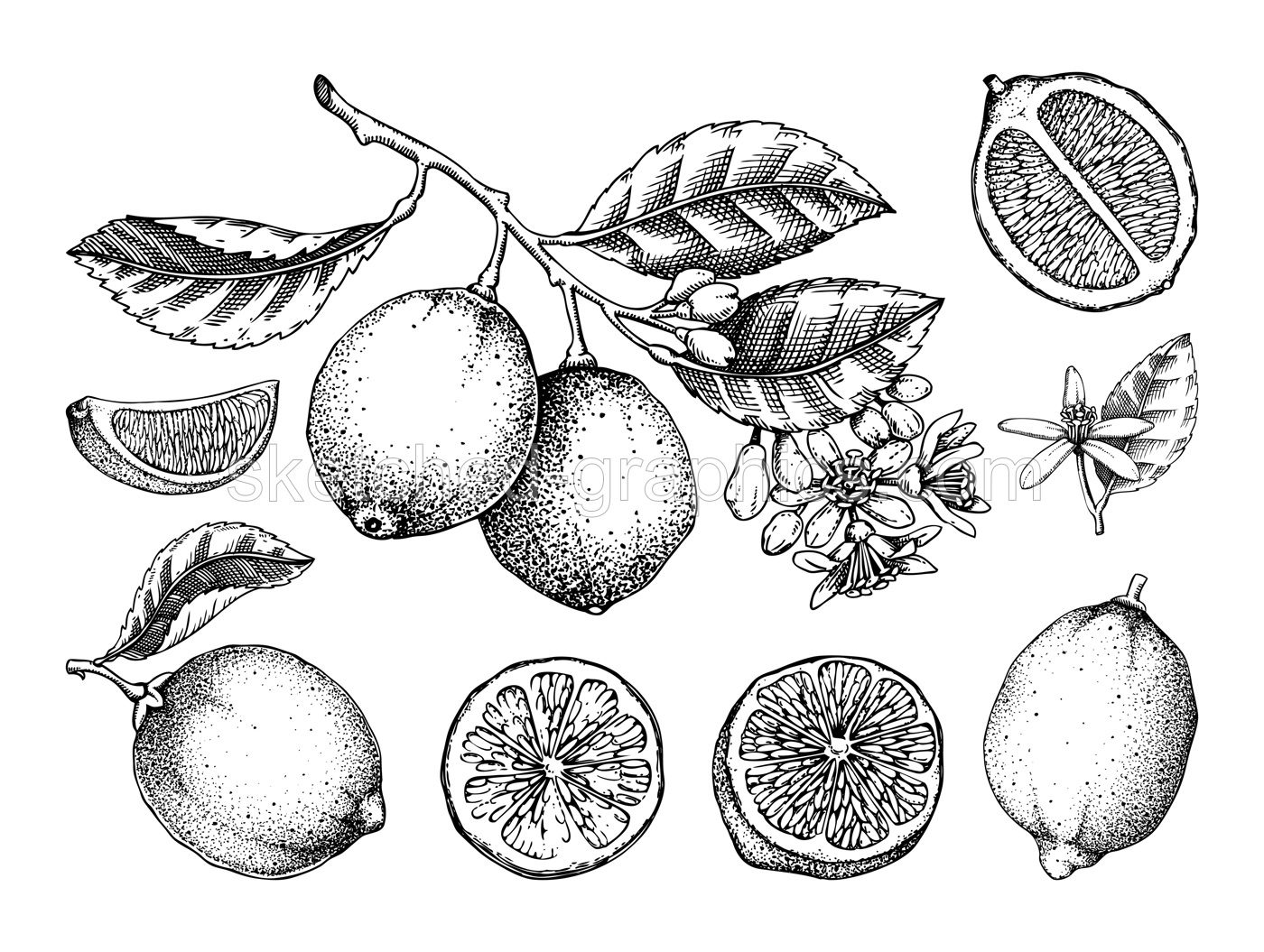 Lime fruit sketches set. Citrus tree branch, fruit, leaves and flowers. Hand-drawn vector illustration. Exotic plant drawing in engraved style. Botanical design element. NOT AI-generated Illustration